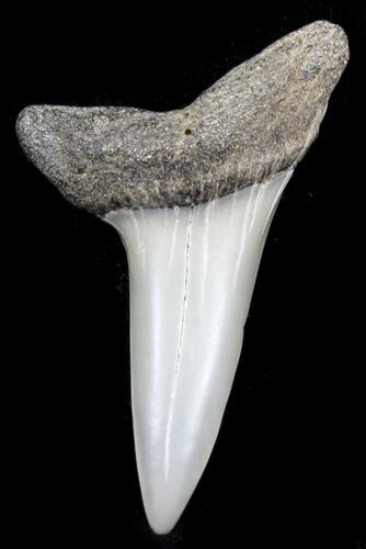 Fossil Mako Tooth - Maryland #29933